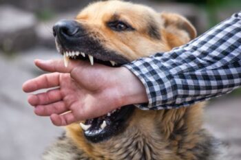 Dog Bites and Strict Liability Laws in Los Angeles CA