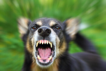 Statute of Limitations for Filing a Dog Bite Lawsuit in San Diego CA
