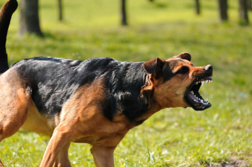 dog-attack-img