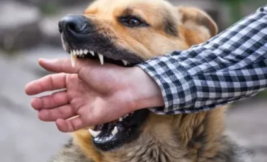 Dog Bites and Strict Liability Laws in Los Angeles, CA