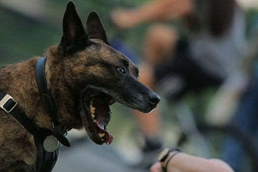 Dog Bite-image