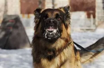 Factors That Impact the Value of Your Los Angeles, CA Dog