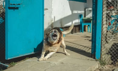 Comparative Negligence in Golden Grove, CA Dog Bite Claims