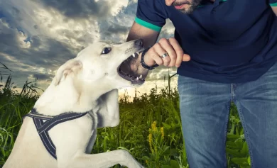 How Breed-Specific Legislation Affects Dog Bite Accidents in California