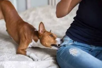 Why Children Are at a Higher Risk for Dog Bite Accidents in California