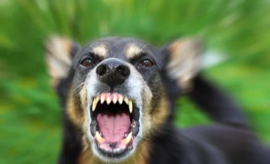 Statute of Limitations for Filing a Dog Bite Lawsuit in San