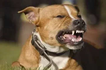 The Role of Animal Control in Preventing Dog Bite Accidents