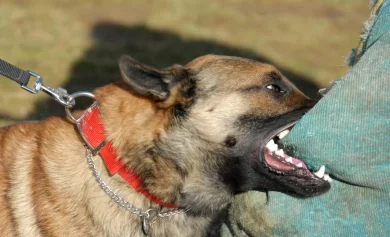 Can You Sue for Emotional Distress After a CA Dog Bite?