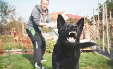 What to Do If You’re Accused of a Dog Bite in Anaheim, CA