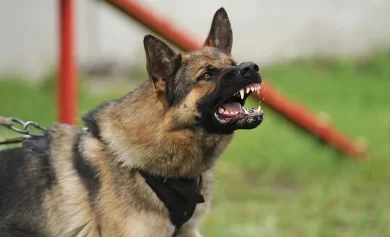Are Landlords Liable for Dog Bite Incidents on Their