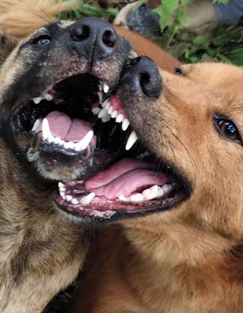 Dog Bites